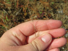 Aristida oligantha