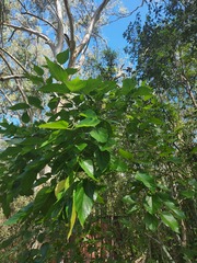 Morus nigra