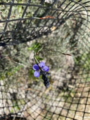 Comesperma calymega