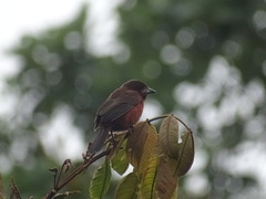 Ramphocelus carbo