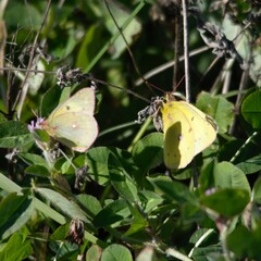 Colias eurytheme