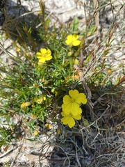 Hibbertia acicularis