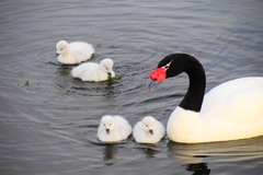 Cygnus melancoryphus