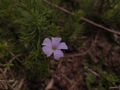 Oxalis bipartita