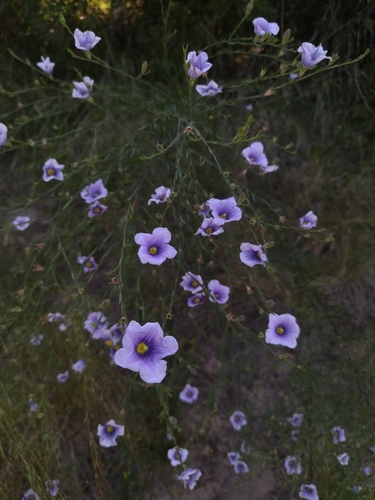 Nierembergia frutescens iNat (1)