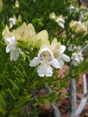 Prostanthera striatiflora