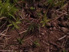 Oxalis bipartita