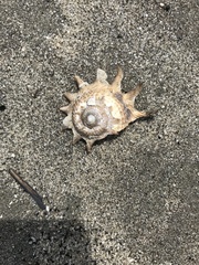 Astraea heliotropium