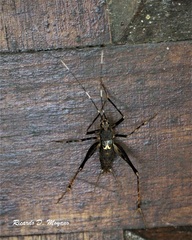 Eidmanacris