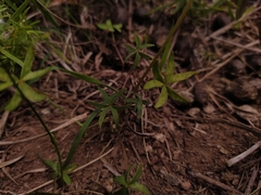 Oxalis bipartita