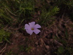 Oxalis bipartita