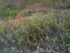 Phacelia ramosissima