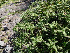Urtica ferox