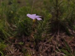 Oxalis bipartita