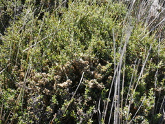 Olearia solandri