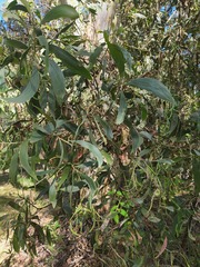 Acacia leiocalyx