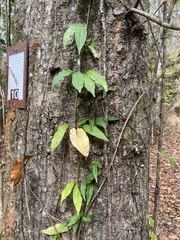 Bignonia capreolata