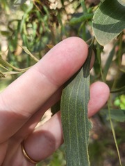Acacia leiocalyx