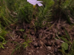 Oxalis bipartita