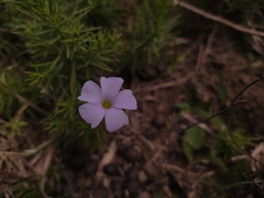 Oxalis bipartita