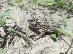 Phrynosoma orbiculare