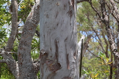 Angophora leiocarpa