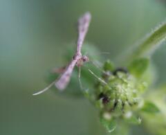 Lantanophaga pusillidactylus