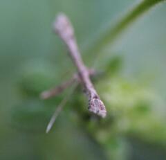 Lantanophaga pusillidactylus