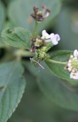 Lantanophaga pusillidactylus