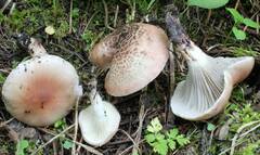 Gomphidius subroseus