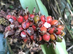 Alpinia sessiliflora