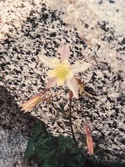 Aquilegia pubescens