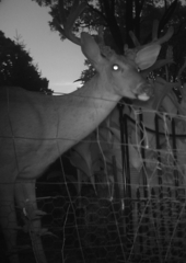 Odocoileus virginianus