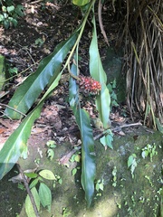 Alpinia sessiliflora