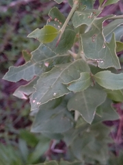 Gymnosporia buxifolia
