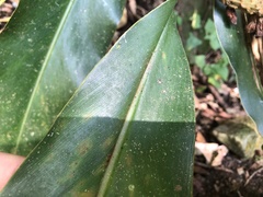 Alpinia sessiliflora