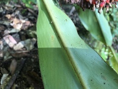 Alpinia sessiliflora