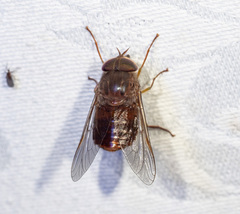 Scaptia abdominalis