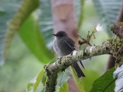Contopus fumigatus
