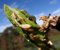 Herpetogramma bipunctalis