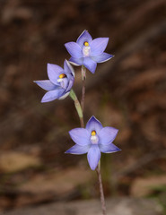 Thelymitra nuda