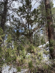 Juniperus monosperma