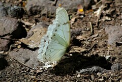 Morpho polyphemus polyphemus