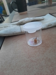 Latrodectus geometricus