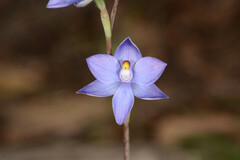 Thelymitra nuda