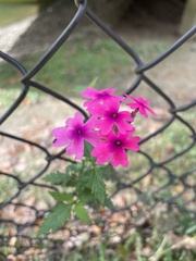 Glandularia canadensis