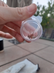 Latrodectus geometricus