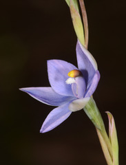 Thelymitra nuda