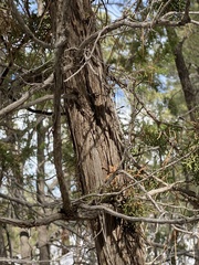 Juniperus monosperma