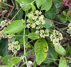 Cissus